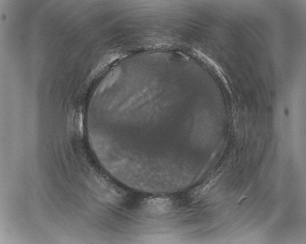 X0000062650067200601040929