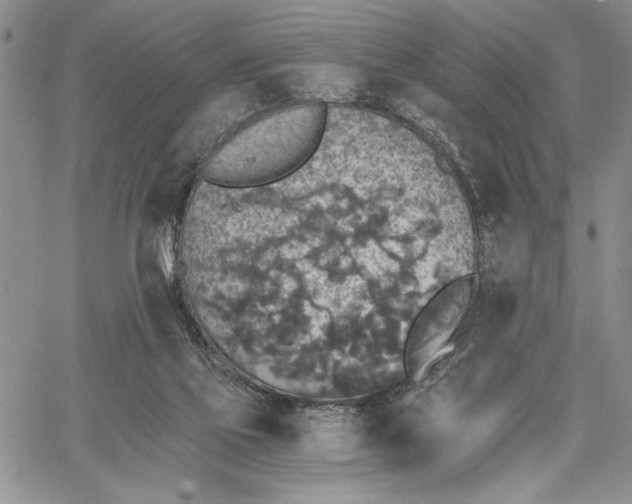 X0000062650069200601040929