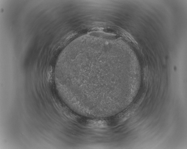 X0000062650073200601040929