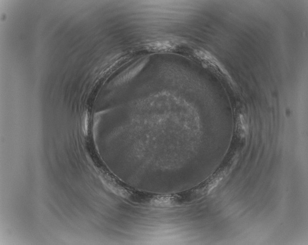 X0000062650076200601040929