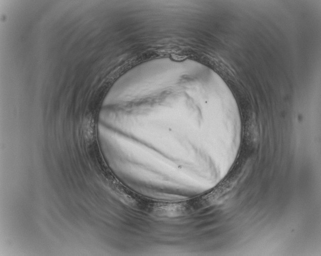 X0000062650081200601040929