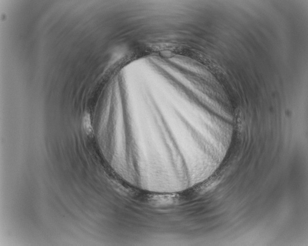 X0000062650089200601040929