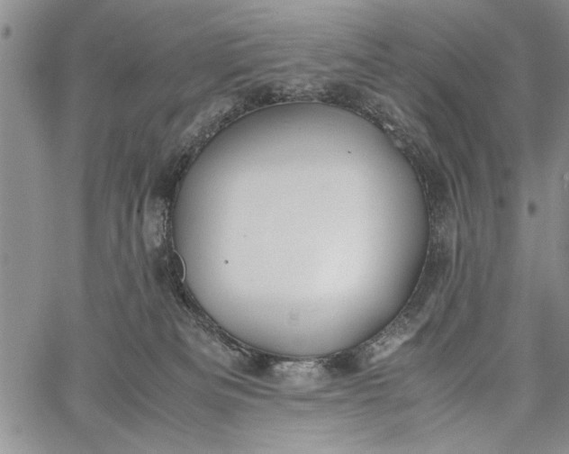 X0000062650133200601040928