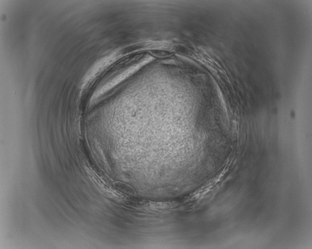 X0000062650149200601040927