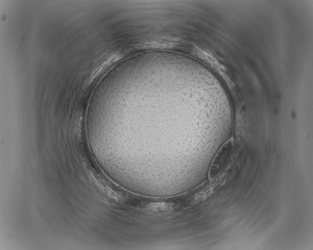 X0000062650153200601040927