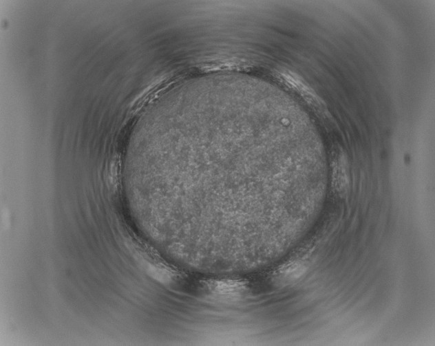 X0000062650165200601040927