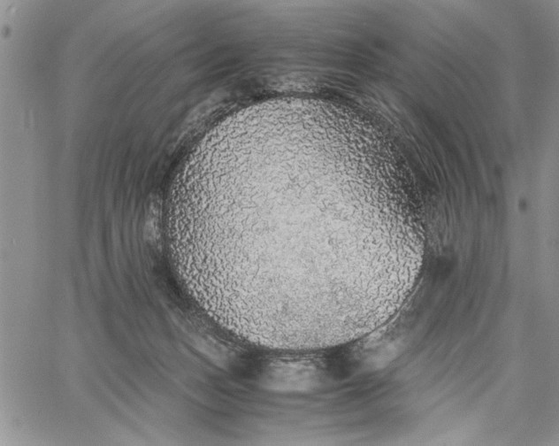 X0000062650175200601040927