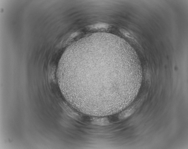 X0000062650185200601040927