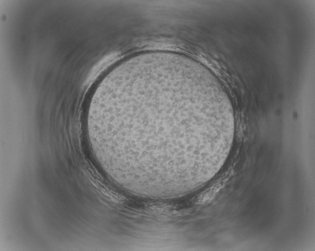 X0000062650199200601040927