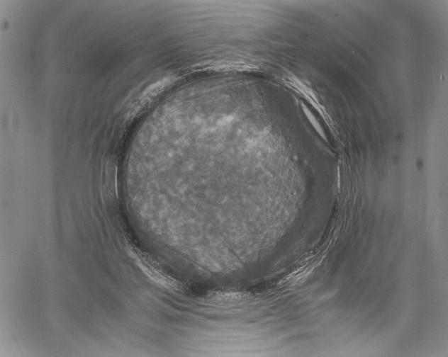 X0000062650205200601040926