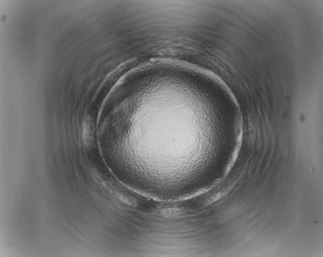 X0000062650228200601040926