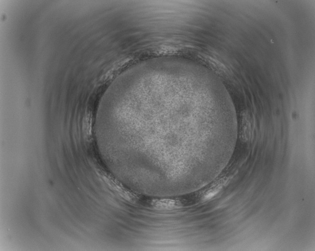 X0000062650230200601040926