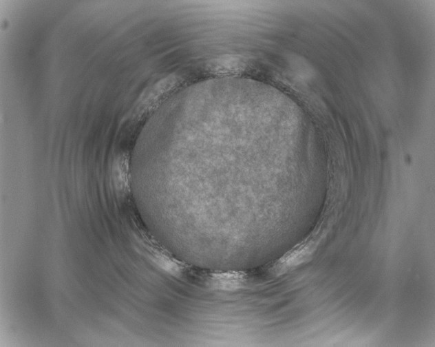 X0000062650240200601040926