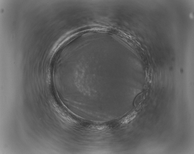 X0000062650247200601040925