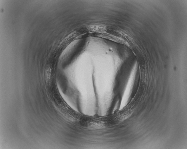 X0000062650263200601040925