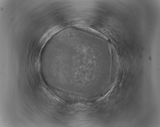 X0000062650290200601040925