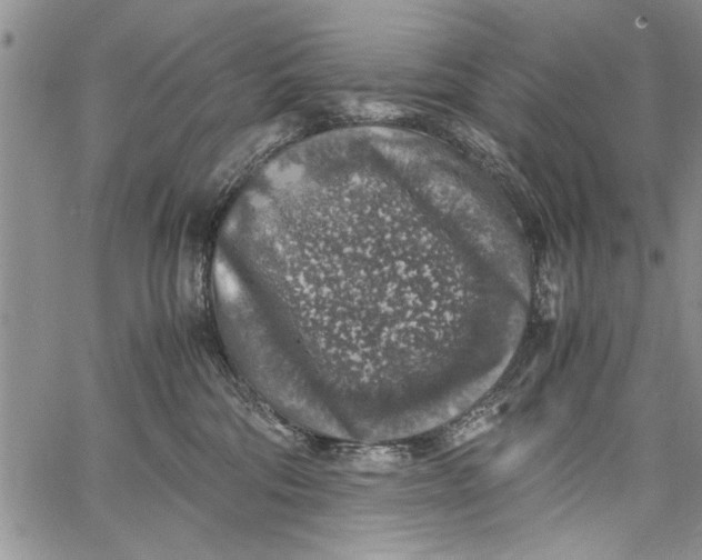 X0000062650330200601040924