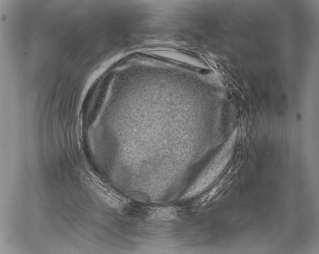 X0000062650342200601040923