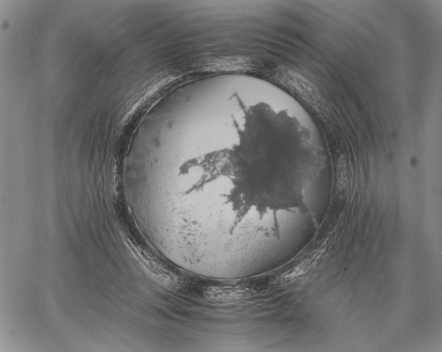 X0000062650351200601040924