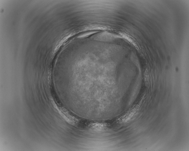 X0000062650352200601040924