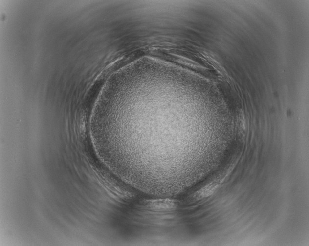 X0000062650363200601040924