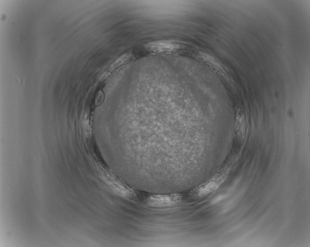 X0000062650381200601040924