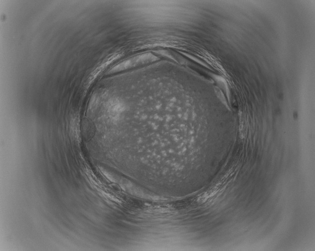 X0000062650386200601040923