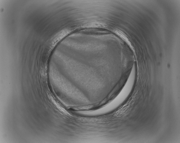 X0000062650389200601040923