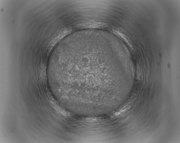 X0000062650394200601040923