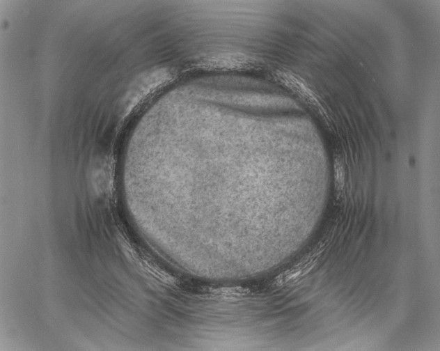 X0000062650396200601040923