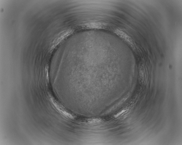 X0000062650398200601040923