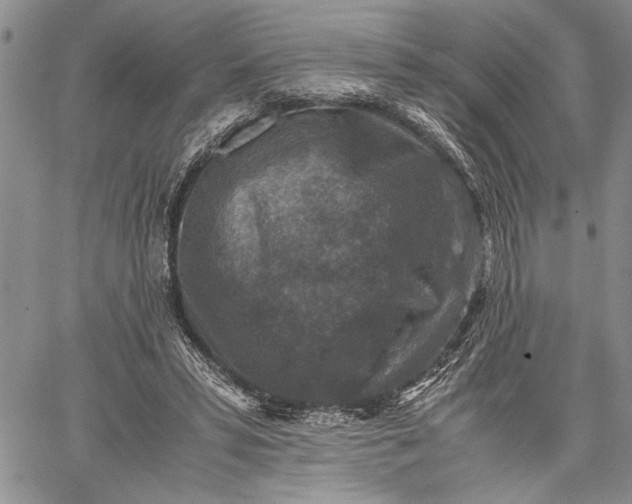 X0000062650399200601040923