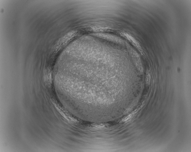 X0000062650405200601040923