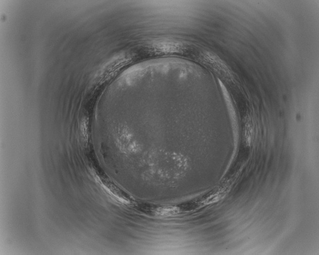 X0000062650410200601040923