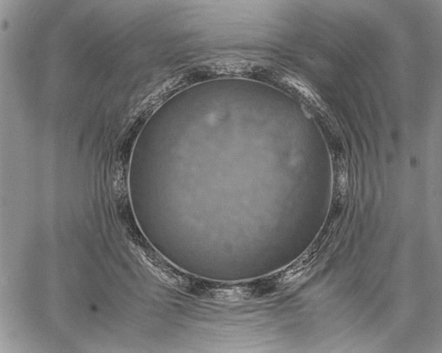 X0000062650411200601040923