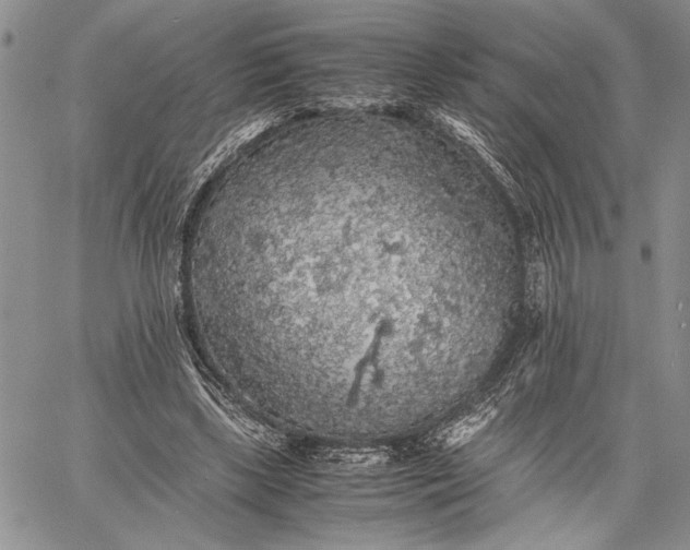 X0000062650443200601040922