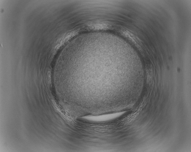 X0000062650447200601040922