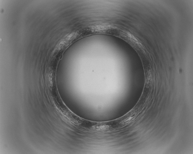 X0000062650452200601040922