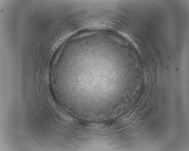 X0000062650487200601040922