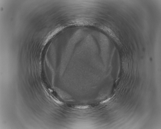 X0000062650488200601040922