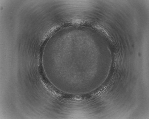 X0000062650496200601040922