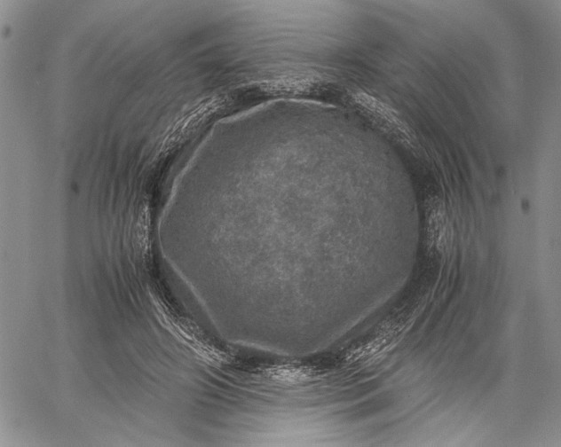 X0000062650498200601040921