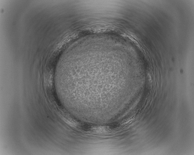 X0000062650499200601040921