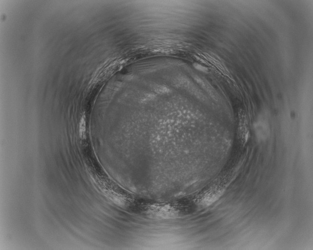 X0000062650502200601040921