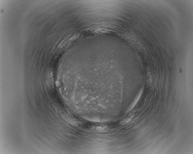 X0000062650506200601040921