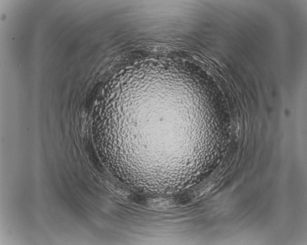 X0000062650511200601040921