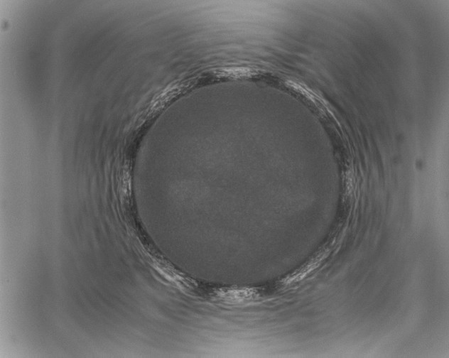 X0000062650517200601040921