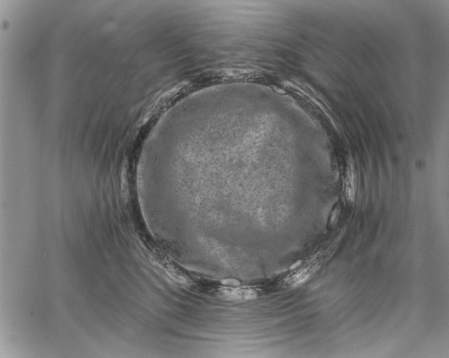 X0000062650520200601040921