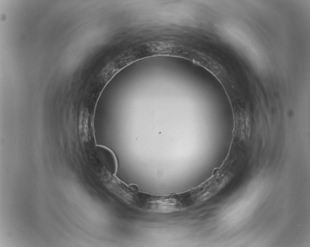 X0000062650525200601040921