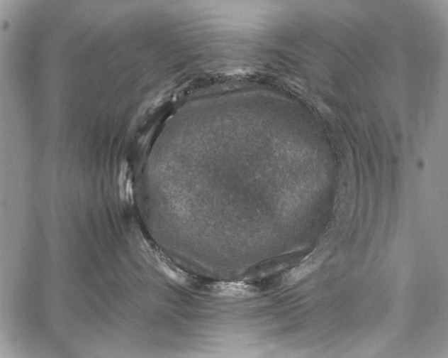 X0000062650528200601040921